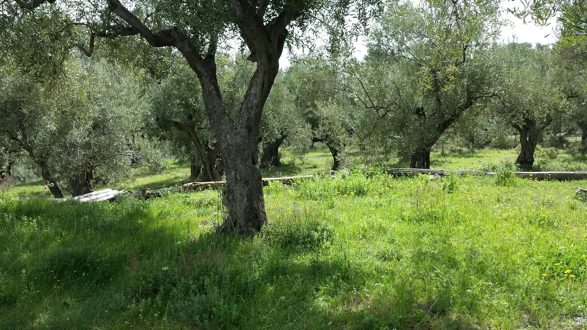 Τα Πέτρινα